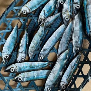 CREATE Council on the Arts - Ruby Sivious - Fish Pods - Amtrak Offsite Gallery